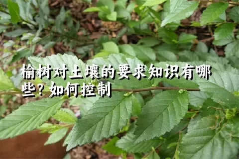 榆树对土壤的要求知识有哪些？如何控制