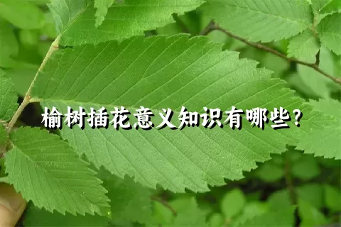 榆树插花意义知识有哪些？