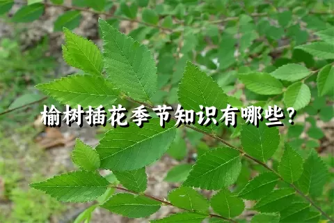 榆树插花季节知识有哪些？