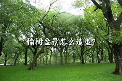 榆树盆景怎么造型？