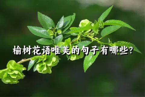 榆树花语唯美的句子有哪些？