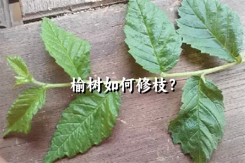 榆树如何修枝？