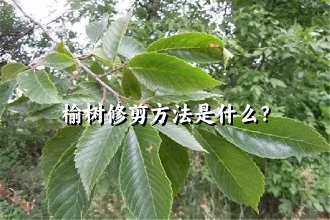 榆树修剪方法是什么？