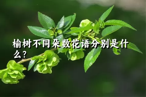 榆树不同朵数花语分别是什么？