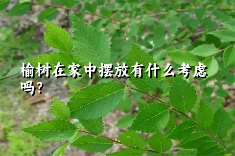 榆树在家中摆放有什么考虑吗？