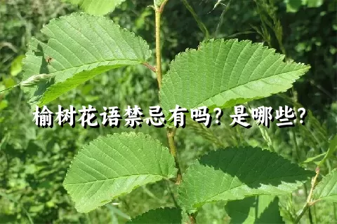 榆树花语禁忌有吗？是哪些？