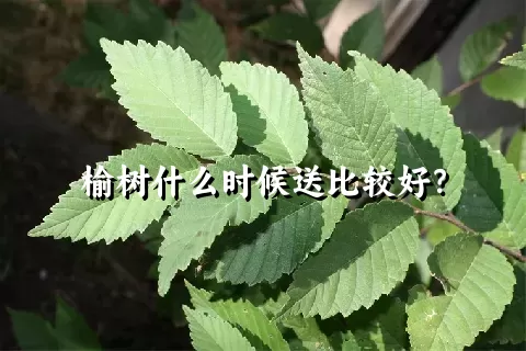 榆树什么时候送比较好？