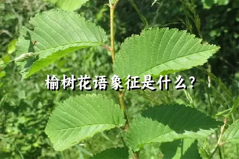 榆树花语象征是什么？