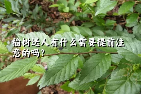 榆树送人有什么需要提前注意的吗？