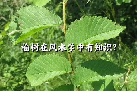 榆树在风水学中有知识？