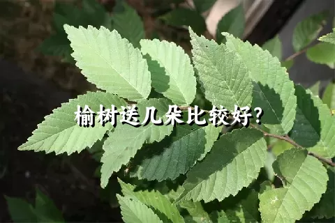 榆树送几朵比较好？