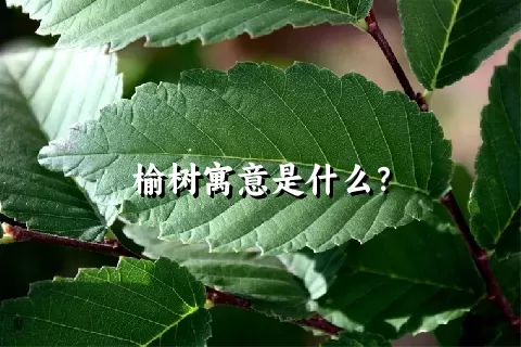 榆树寓意是什么？