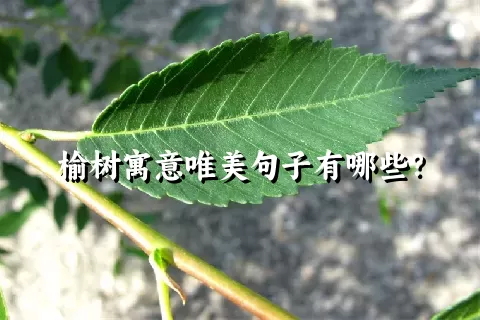 榆树寓意唯美句子有哪些？