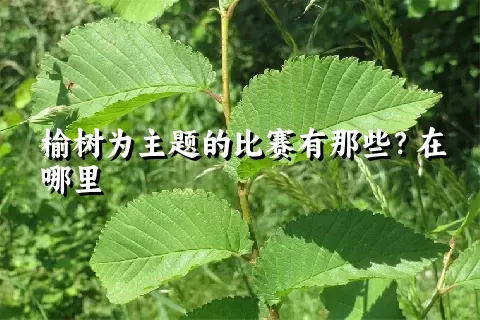 榆树为主题的比赛有那些？在哪里