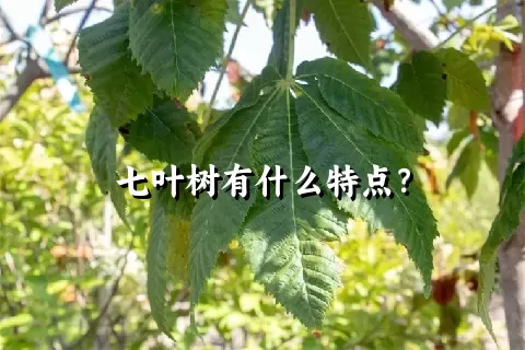 七叶树有什么特点？