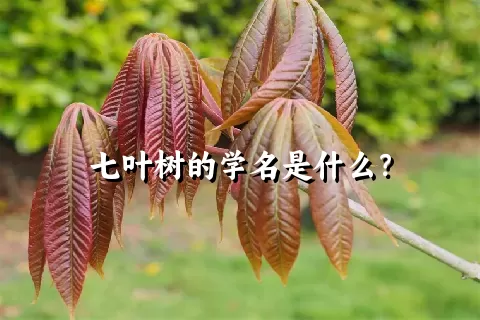 七叶树的学名是什么？