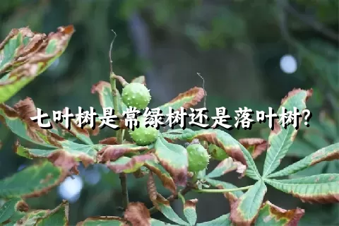 七叶树是常绿树还是落叶树？