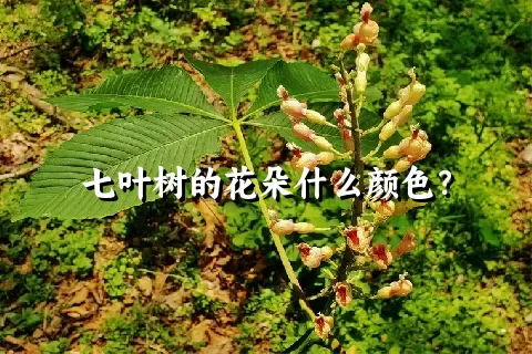 七叶树的花朵什么颜色？