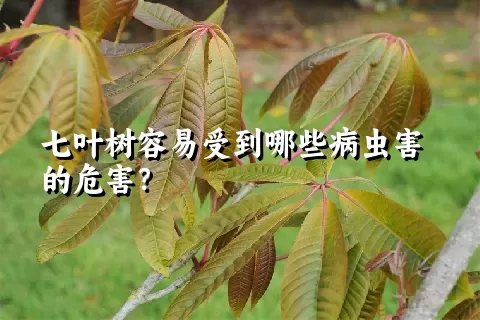 七叶树容易受到哪些病虫害的危害？