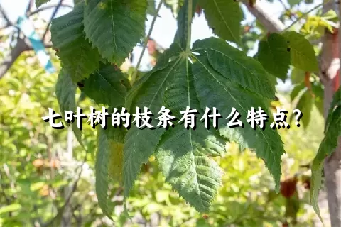 七叶树的枝条有什么特点？