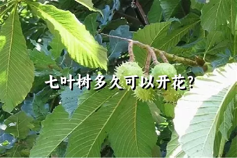 七叶树多久可以开花？