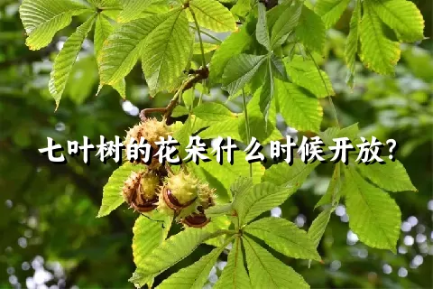 七叶树的花朵什么时候开放？