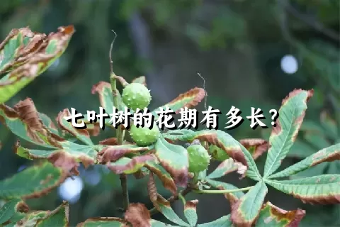 七叶树的花期有多长？