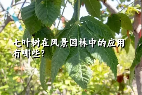 七叶树在风景园林中的应用有哪些？