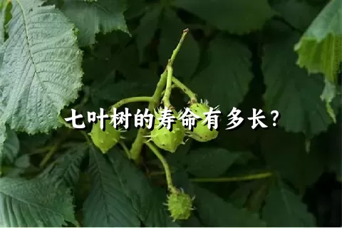 七叶树的寿命有多长？