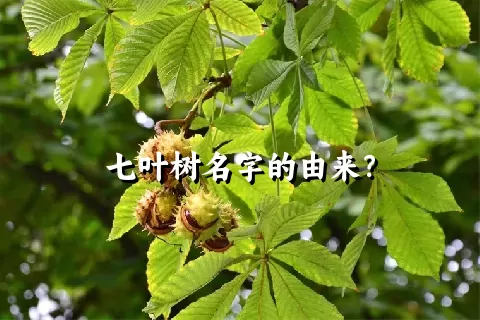 七叶树名字的由来？