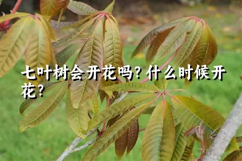 七叶树会开花吗？什么时候开花？