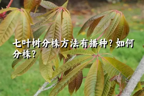 七叶树分株方法有播种？如何分株？