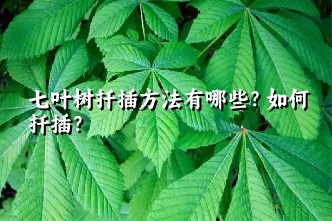 七叶树扦插方法有哪些？如何扦插？