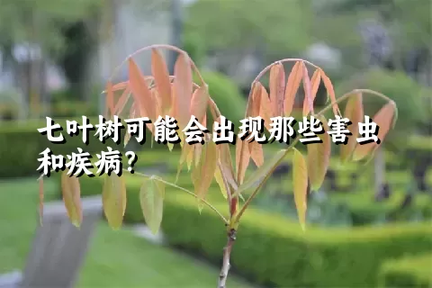 七叶树可能会出现那些害虫和疾病？