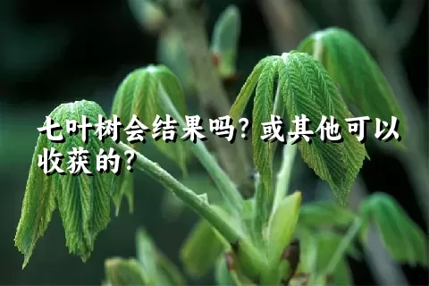 七叶树会结果吗？或其他可以收获的？