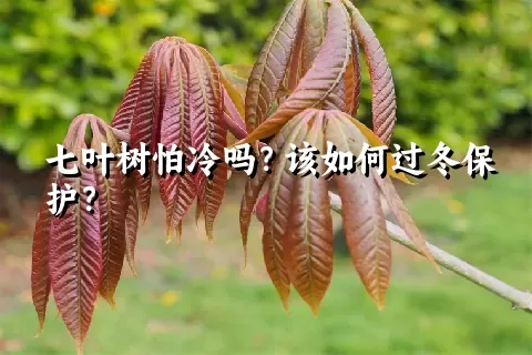 七叶树怕冷吗？该如何过冬保护？