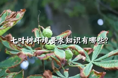 七叶树环境要求知识有哪些？