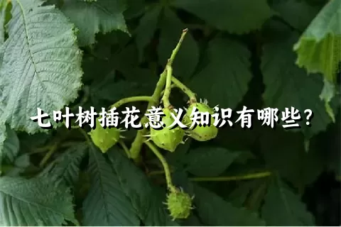 七叶树插花意义知识有哪些？