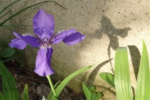 鸢尾花(蝴蝶花)