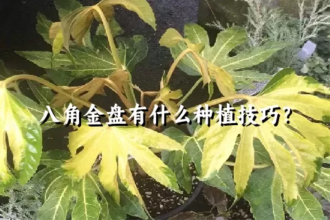 八角金盘有什么种植技巧？