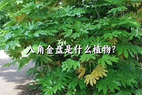 八角金盘是什么植物？