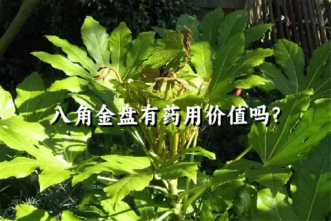 八角金盘有药用价值吗？