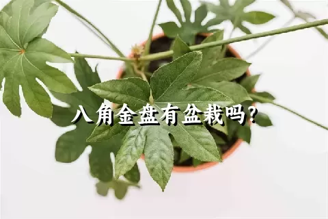 八角金盘有盆栽吗？