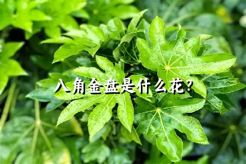 八角金盘是什么花？