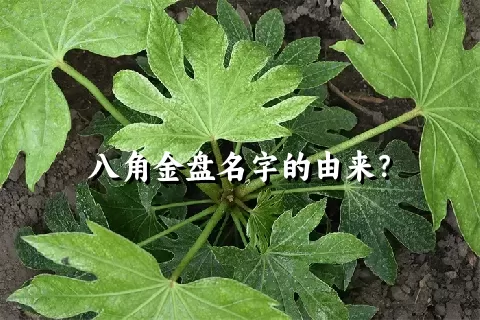 八角金盘名字的由来？