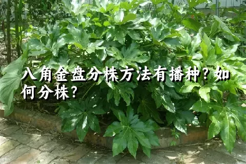 八角金盘分株方法有播种？如何分株？