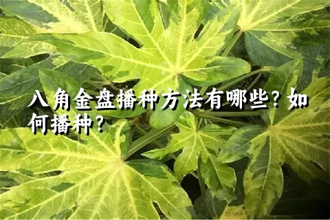 八角金盘播种方法有哪些？如何播种？