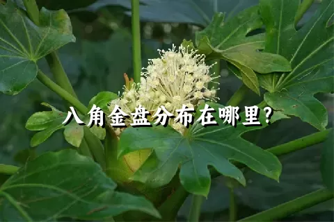 八角金盘分布在哪里?