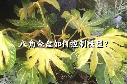 八角金盘如何控制株型？