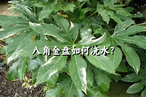 八角金盘如何浇水？